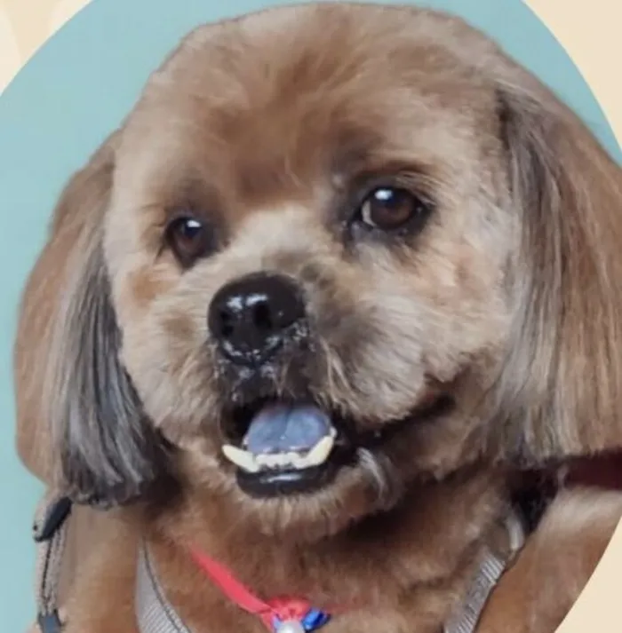 Cachorro raça Shitzu idade 7 a 11 meses nome Nino 