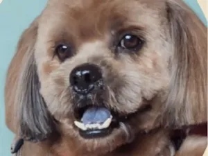 Cachorro raça Shitzu idade 7 a 11 meses nome Nino 