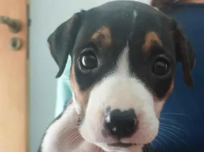 Cachorro raça SRD-ViraLata idade Abaixo de 2 meses nome cacau