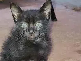 Gato raça SRD-ViraLata idade 2 a 6 meses nome Sem nome 