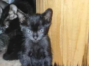 Gato raça SRD-ViraLata idade 2 a 6 meses nome Sem nome