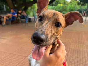Cachorro raça SRD-ViraLata idade 7 a 11 meses nome Mel