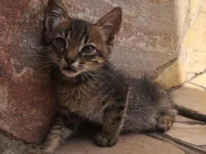 Gato raça SRD-ViraLata idade Abaixo de 2 meses nome Não tem