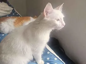 Gato raça Angorá idade 1 ano nome Branca e Amarela