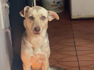 Cachorro raça SRD-ViraLata idade 6 ou mais anos nome Pandora 