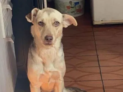 Cachorro raça SRD-ViraLata idade 6 ou mais anos nome Pandora 