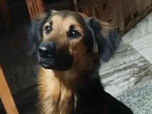 Cachorro raça SRD-ViraLata idade 2 anos nome Scott