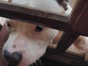 Cachorro raça Pit-Bull idade 1 ano nome scott