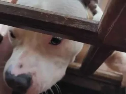 Cachorro raça Pit-Bull idade 1 ano nome scott