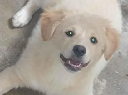 Cachorro raça SRD-ViraLata idade 4 anos nome Thor 