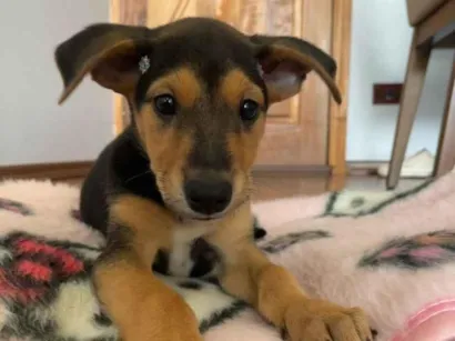 Cachorro raça SRD-ViraLata idade 2 a 6 meses nome Lola