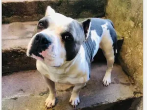Cachorro raça SRD-ViraLata idade 3 anos nome Sheik
