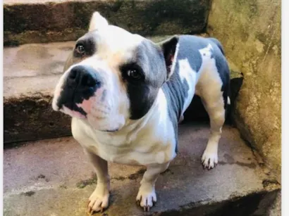 Cachorro raça SRD-ViraLata idade 3 anos nome Sheik