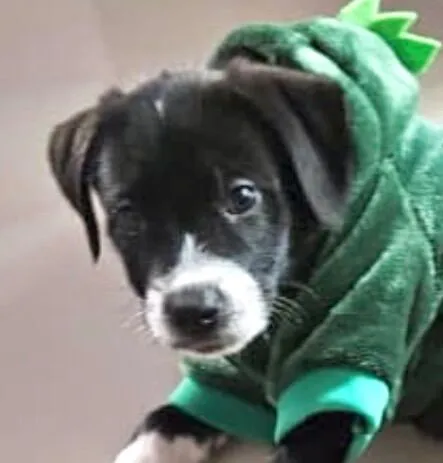 Cachorro raça SRD-ViraLata idade 2 a 6 meses nome Theo 