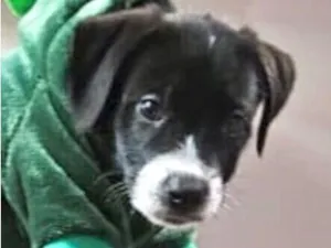 Cachorro raça SRD-ViraLata idade 2 a 6 meses nome Theo 