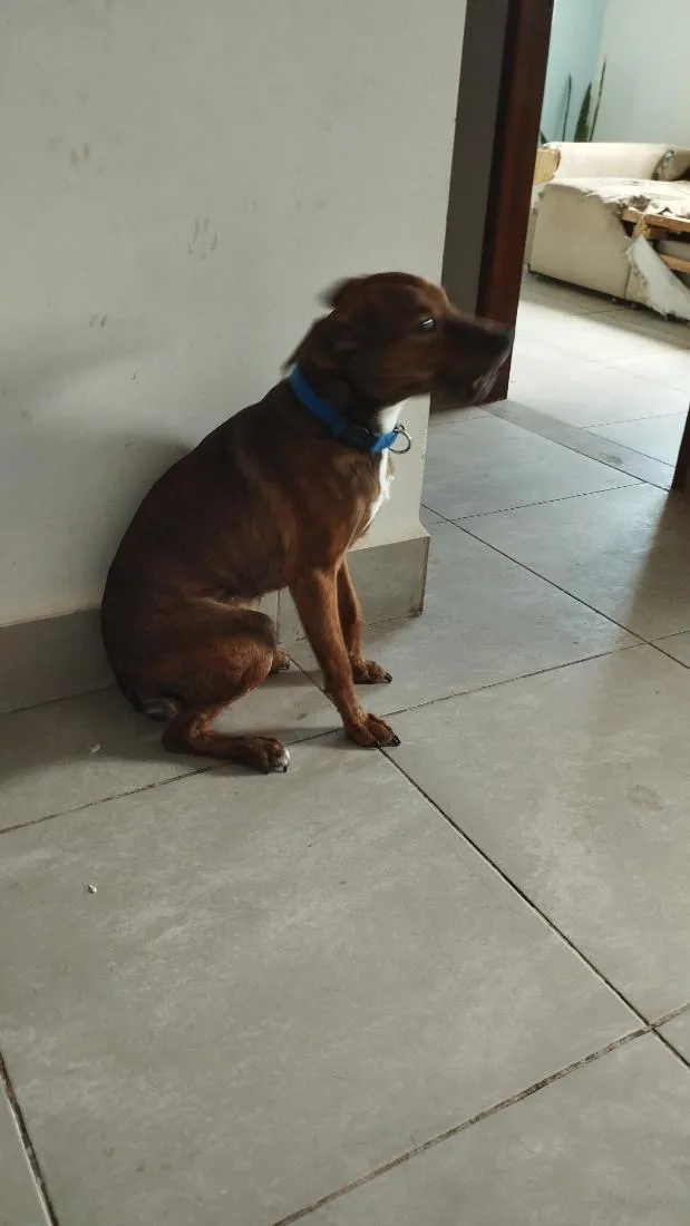 Cachorro raça SRD-ViraLata idade 1 ano nome Charles Ojuara