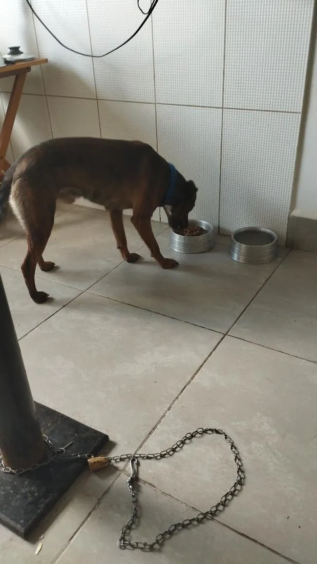 Cachorro raça SRD-ViraLata idade 1 ano nome Charles Ojuara