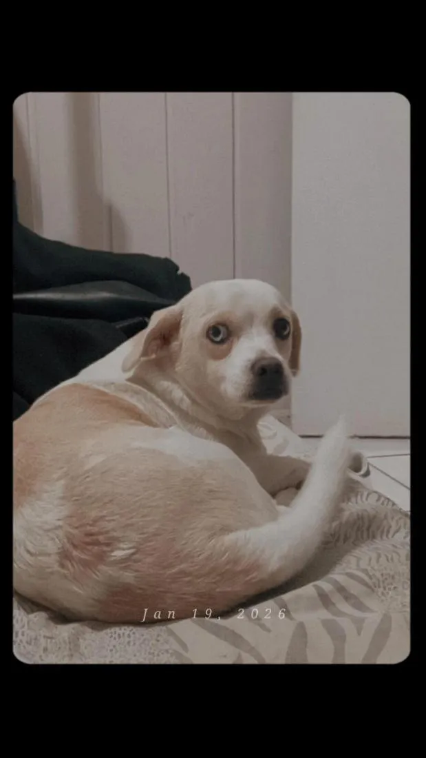 Cachorro raça SRD-ViraLata idade 1 ano nome lize