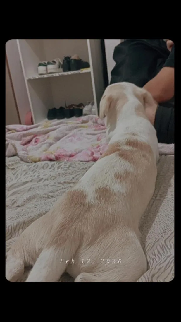 Cachorro raça SRD-ViraLata idade 1 ano nome lize
