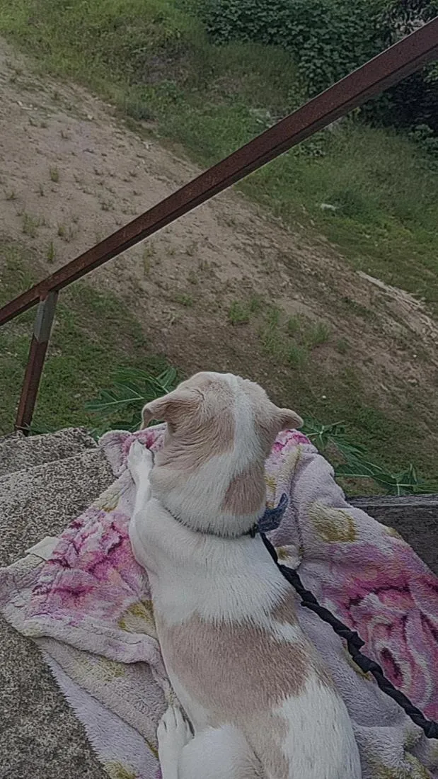 Cachorro raça SRD-ViraLata idade 1 ano nome lize