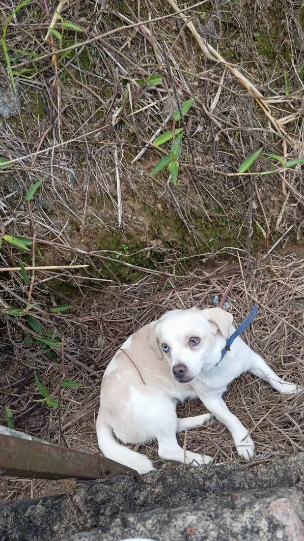 Cachorro raça SRD-ViraLata idade 1 ano nome lize