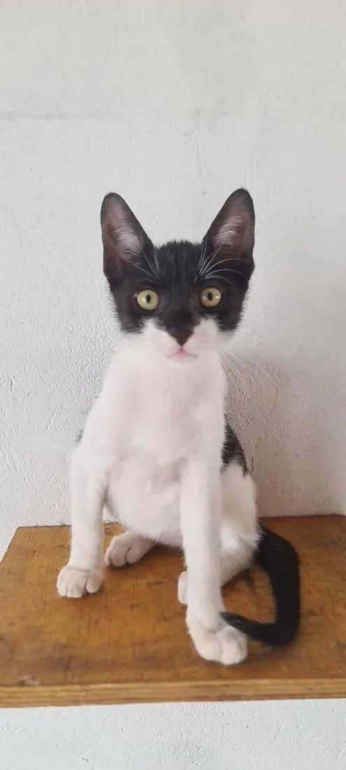 Gato raça SRD-ViraLata idade 2 a 6 meses nome BATMAM