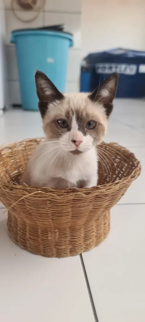 Gato raça Siamês idade 2 a 6 meses nome SAGWA