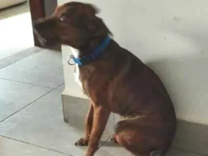 Cachorro raça SRD-ViraLata idade 1 ano nome Charles Ojuara