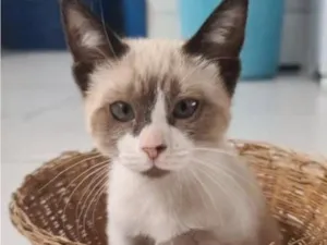 Gato raça Siamês idade 2 a 6 meses nome SAGWA