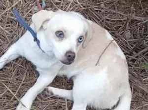 Cachorro raça SRD-ViraLata idade 1 ano nome lize