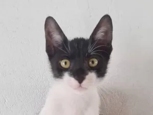 Gato raça SRD-ViraLata idade 2 a 6 meses nome BATMAM