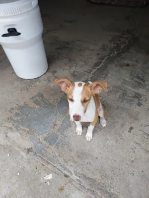 Cachorro raça SRD-ViraLata idade 2 a 6 meses nome LUNA