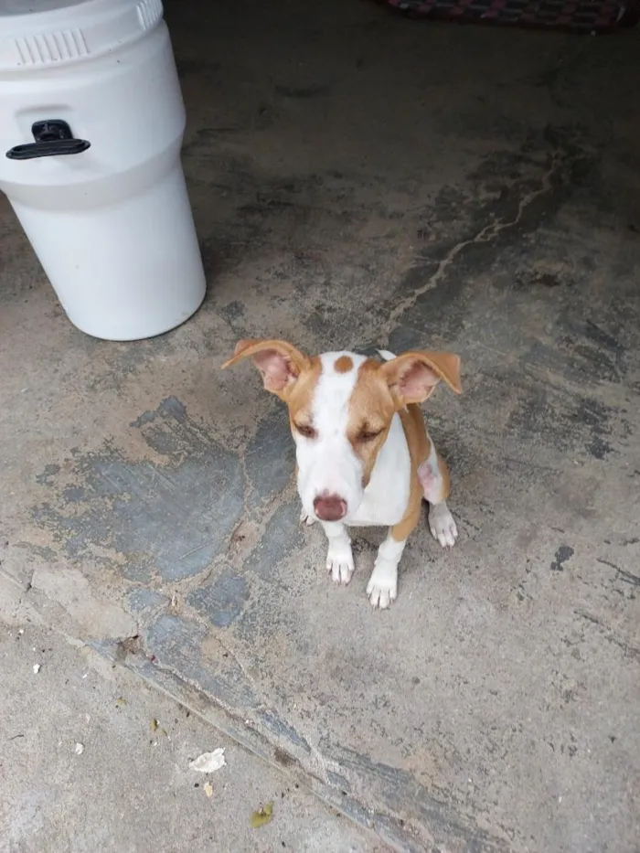 Cachorro raça SRD-ViraLata idade 2 a 6 meses nome LUNA