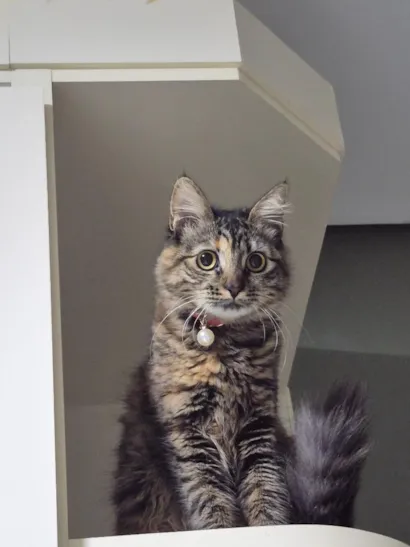 Gato raça SRD-ViraLata idade 7 a 11 meses nome MinMing