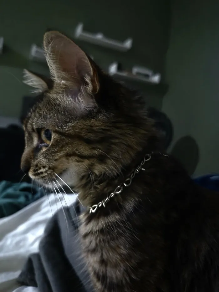 Gato raça SRD-ViraLata idade 7 a 11 meses nome MinMing