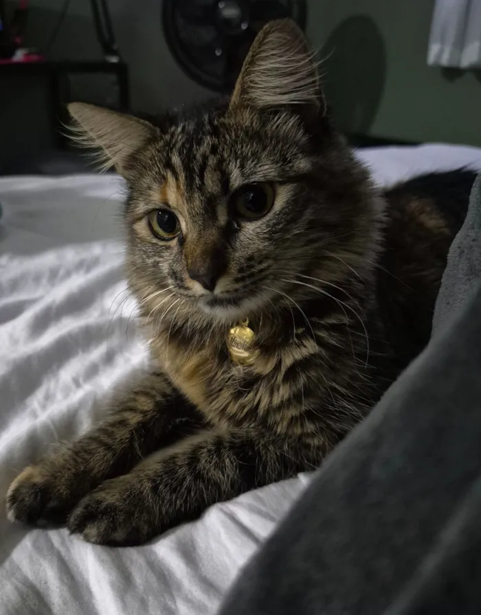 Gato raça SRD-ViraLata idade 7 a 11 meses nome MinMing