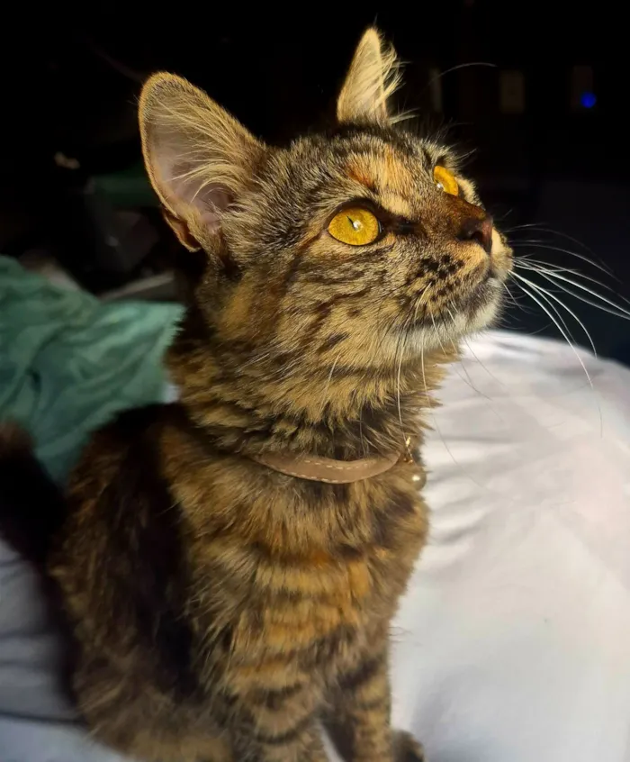 Gato raça SRD-ViraLata idade 7 a 11 meses nome MinMing