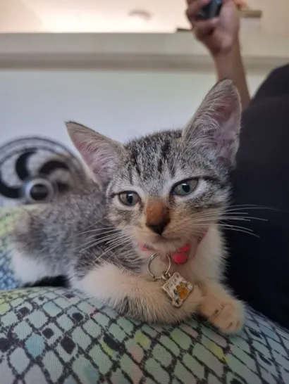 Gato raça SRD-ViraLata idade 2 a 6 meses nome Fêmea, precisa urgentemente de adoção 