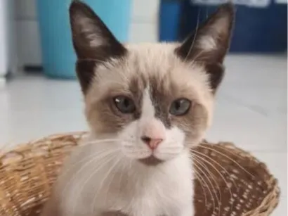 Gato raça SRD-ViraLata idade 2 a 6 meses nome SAGWA