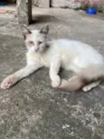 Lua