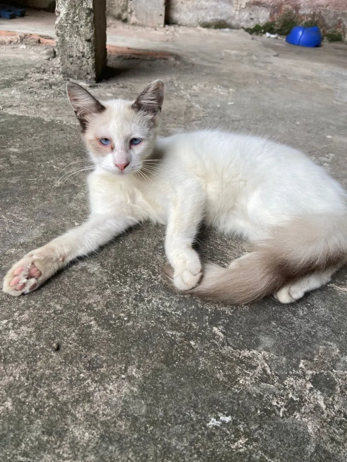 Gato raça SRD-ViraLata idade 7 a 11 meses nome Lua