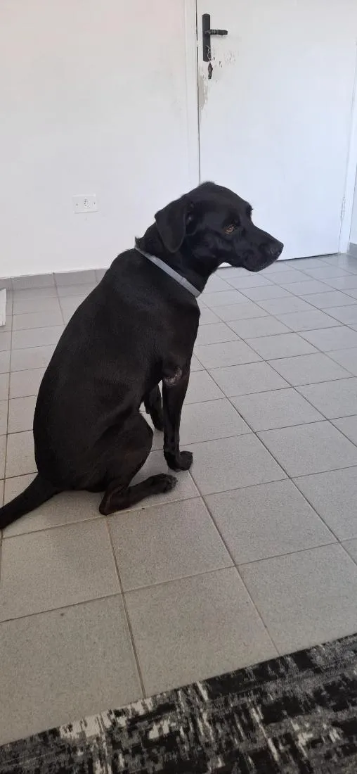 Cachorro raça SRD-ViraLata idade 6 ou mais anos nome caio