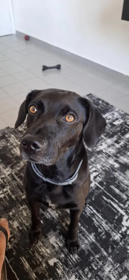 Cachorro raça SRD-ViraLata idade 6 ou mais anos nome caio