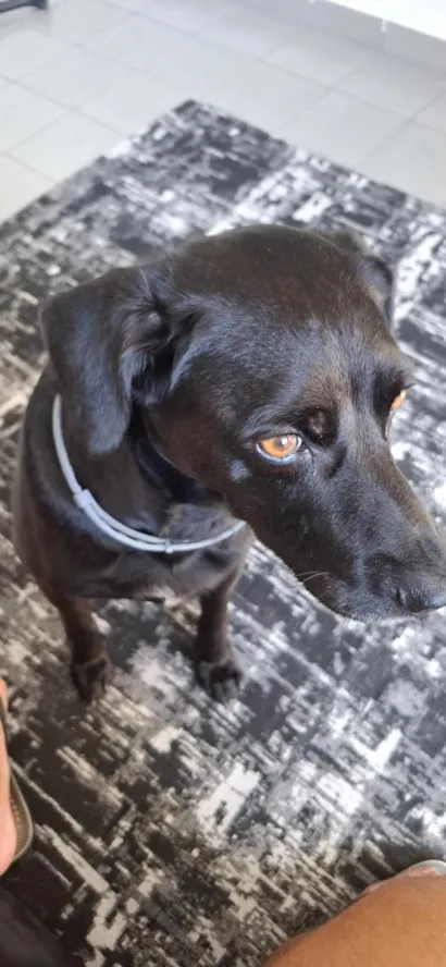 Cachorro raça SRD-ViraLata idade 6 ou mais anos nome caio