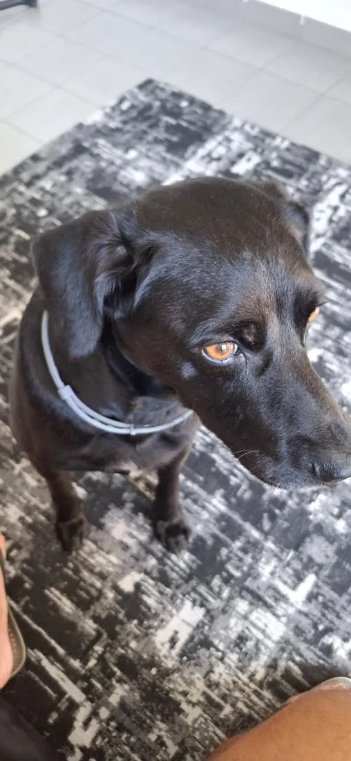 Cachorro raça SRD-ViraLata idade 6 ou mais anos nome caio