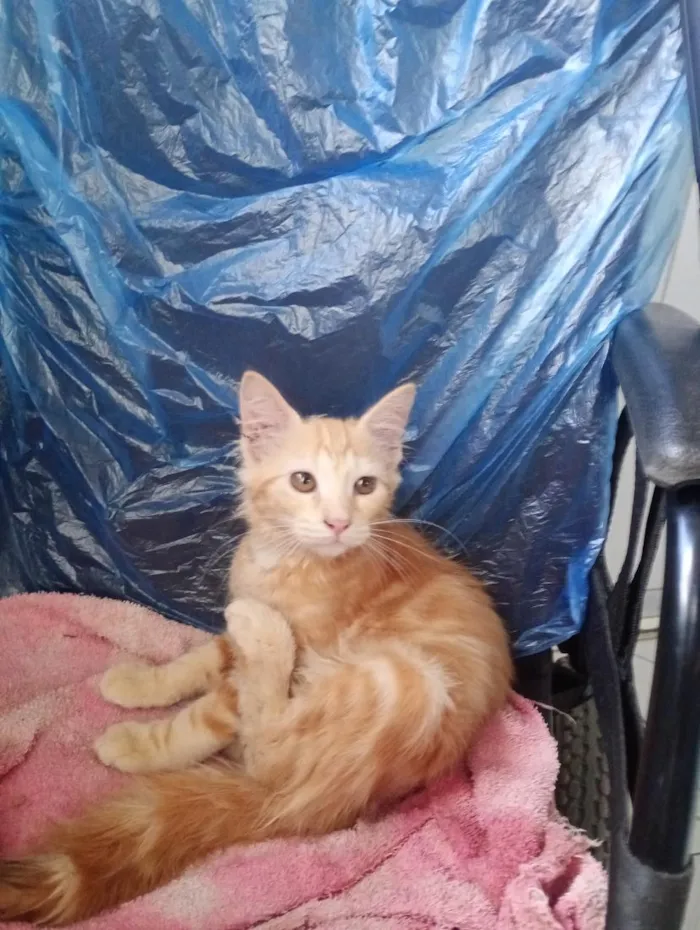 Gato raça SRD-ViraLata idade 2 a 6 meses nome Manon