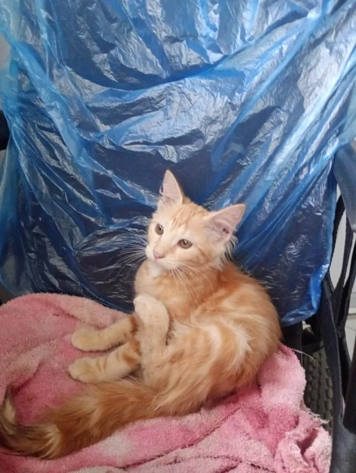 Gato raça SRD-ViraLata idade 2 a 6 meses nome Manon