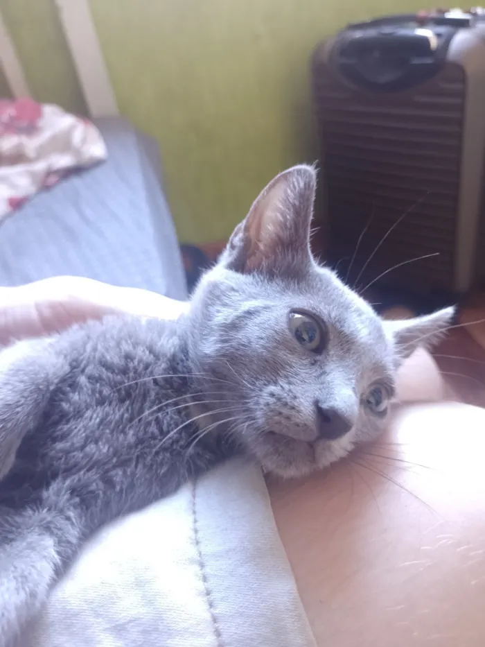Gato raça SRD-ViraLata idade 2 a 6 meses nome Cross