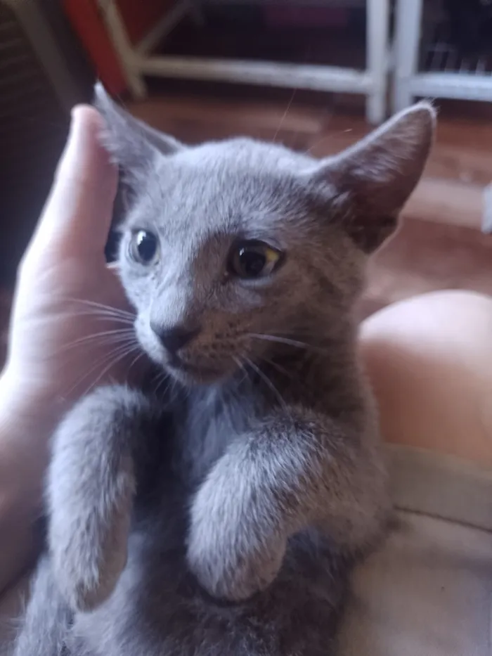 Gato raça SRD-ViraLata idade 2 a 6 meses nome Cross
