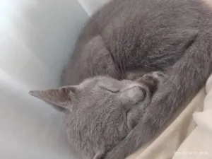 Gato raça SRD-ViraLata idade 2 a 6 meses nome Cross